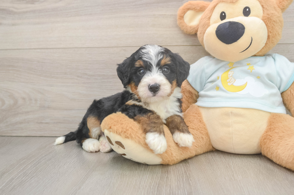 5 week old Mini Bernedoodle Puppy For Sale - Pilesgrove Pups
