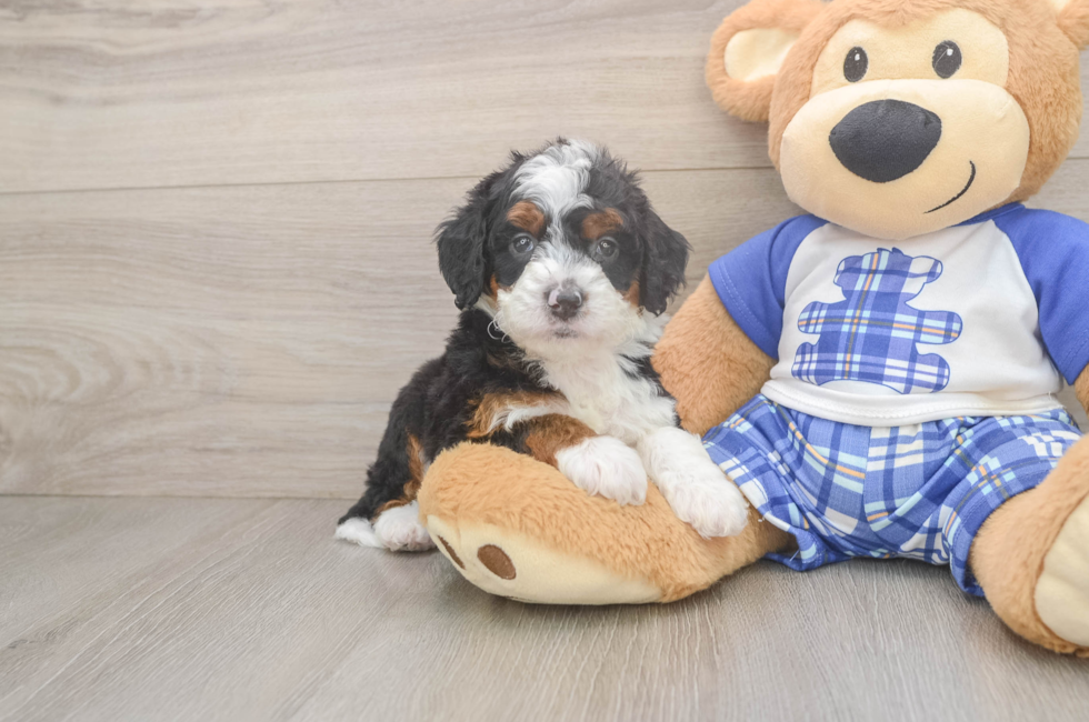 6 week old Mini Bernedoodle Puppy For Sale - Pilesgrove Pups