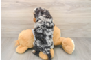 Best Mini Bernedoodle Baby