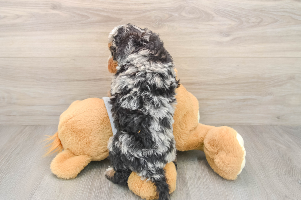 Best Mini Bernedoodle Baby