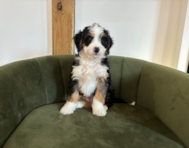 8 week old Mini Bernedoodle Puppy For Sale - Pilesgrove Pups
