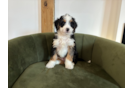 Cute Mini Bernedoodle Baby