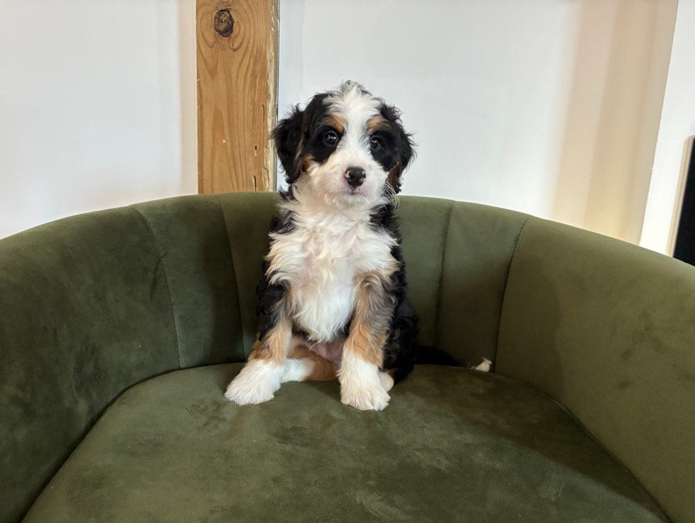 Cute Mini Bernedoodle Baby