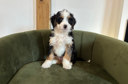 Cute Mini Bernedoodle Baby