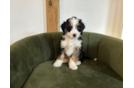 Cute Mini Bernedoodle Baby
