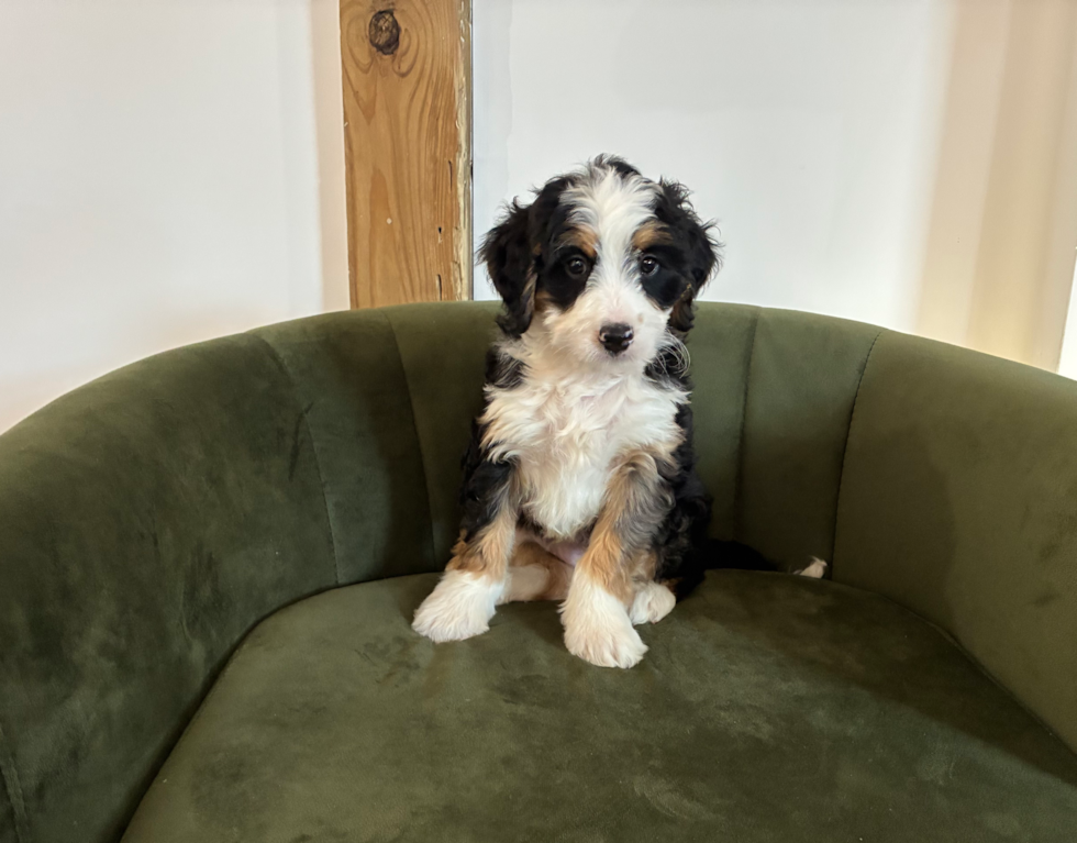 Cute Mini Bernedoodle Baby