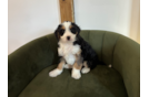 Cute Mini Bernese Poodle Poodle Mix Puppy