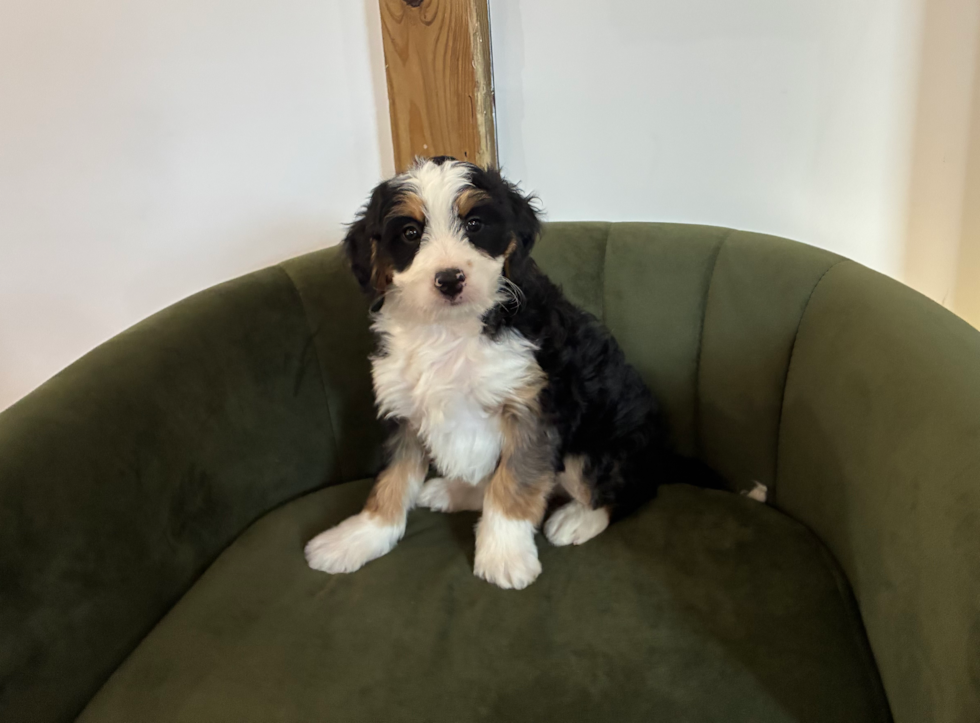 Cute Mini Bernese Poodle Poodle Mix Puppy