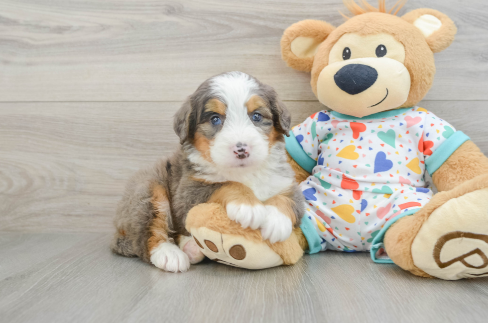 5 week old Mini Bernedoodle Puppy For Sale - Pilesgrove Pups