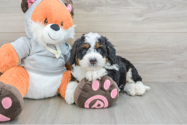 Playful Mini Bernesedoodle Poodle Mix Puppy