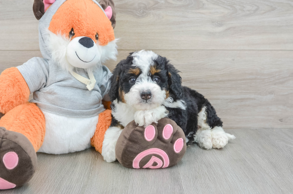 7 week old Mini Bernedoodle Puppy For Sale - Pilesgrove Pups