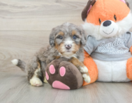 5 week old Mini Bernedoodle Puppy For Sale - Pilesgrove Pups
