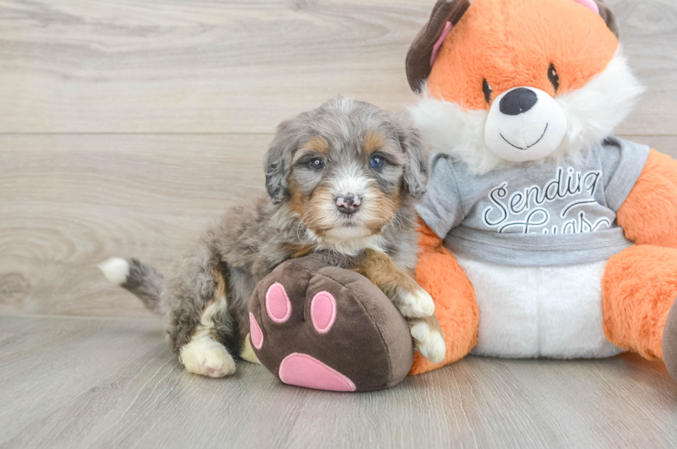 5 week old Mini Bernedoodle Puppy For Sale - Pilesgrove Pups