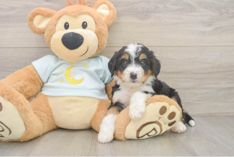 Best Mini Bernedoodle Baby