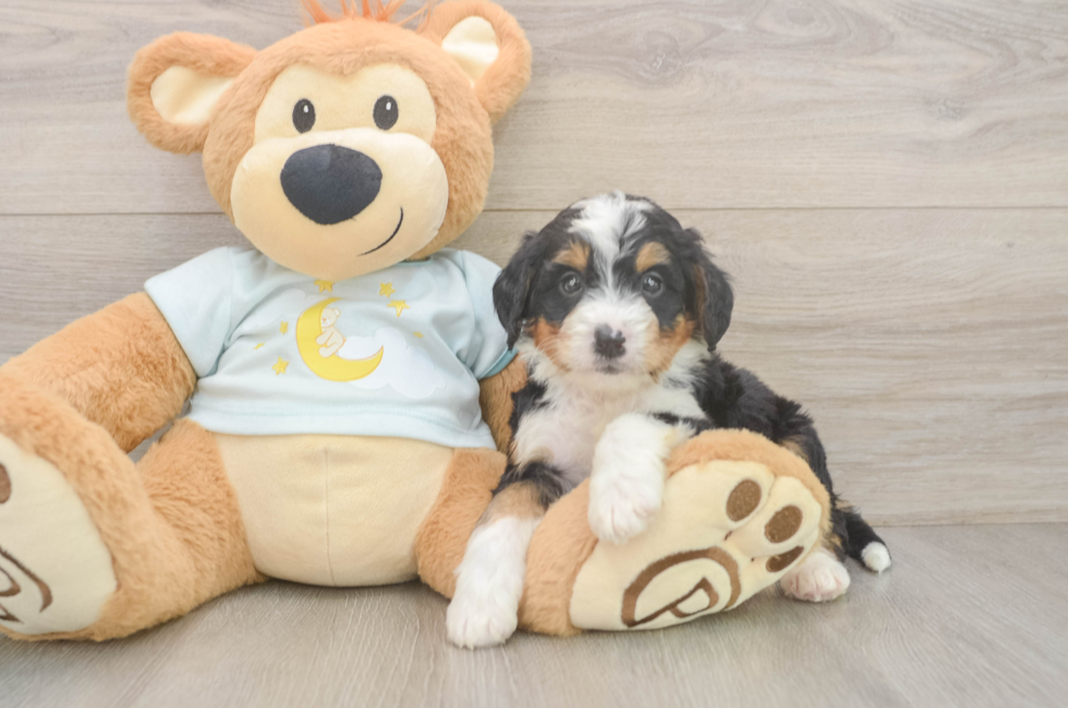 5 week old Mini Bernedoodle Puppy For Sale - Pilesgrove Pups