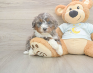 6 week old Mini Bernedoodle Puppy For Sale - Pilesgrove Pups
