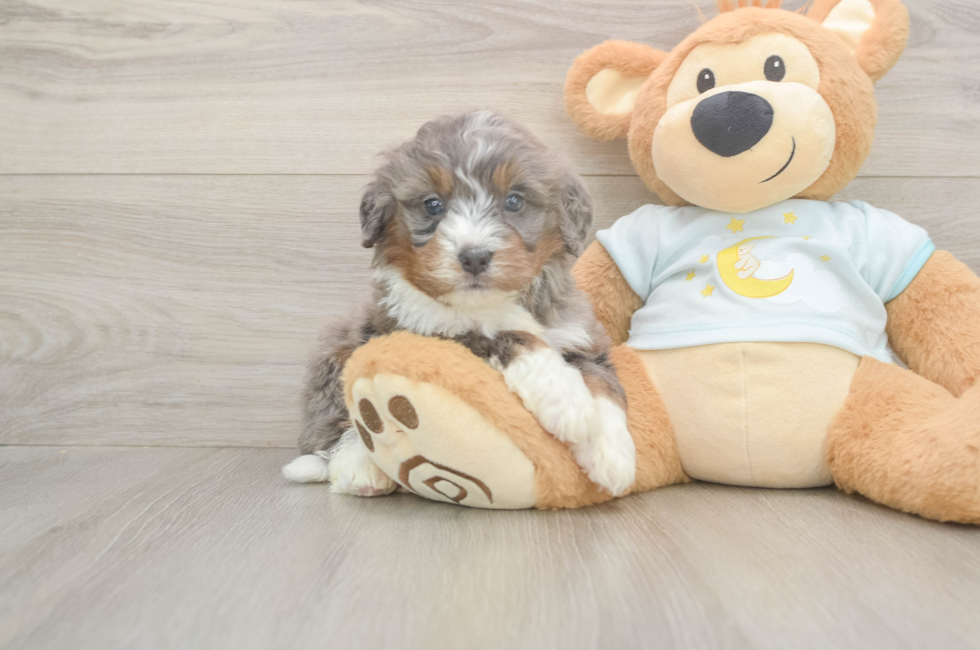5 week old Mini Bernedoodle Puppy For Sale - Pilesgrove Pups