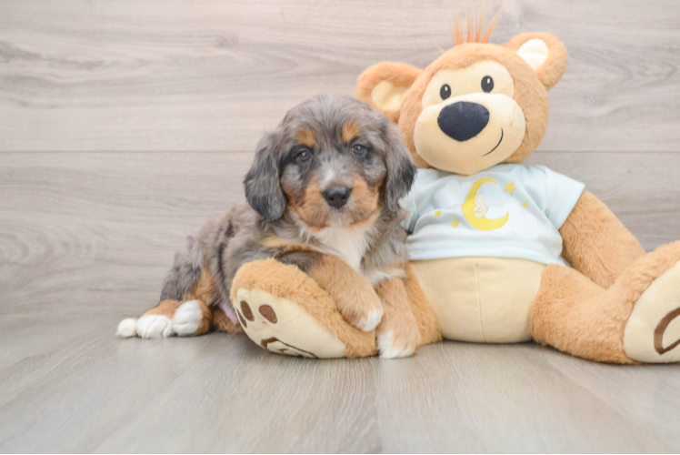Smart Mini Bernedoodle Poodle Mix Pup