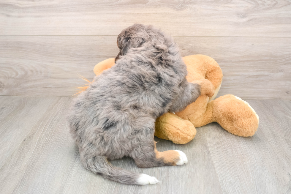Fluffy Mini Bernedoodle Poodle Mix Pup