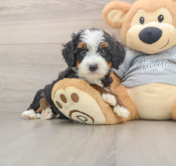6 week old Mini Bernedoodle Puppy For Sale - Pilesgrove Pups