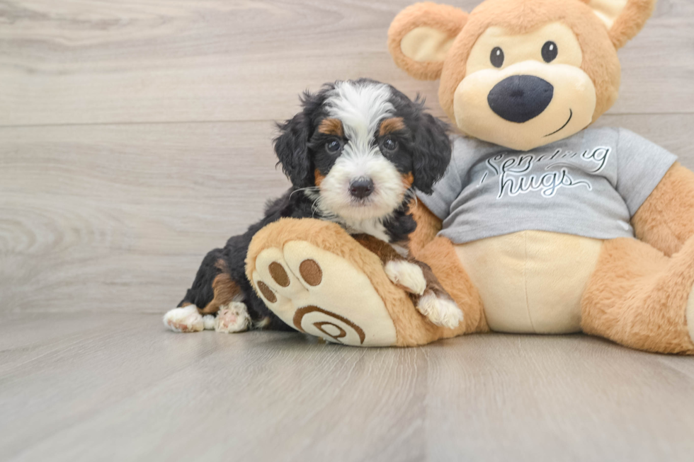 Sweet Mini Bernedoodle Baby