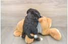 Small Mini Bernedoodle Baby