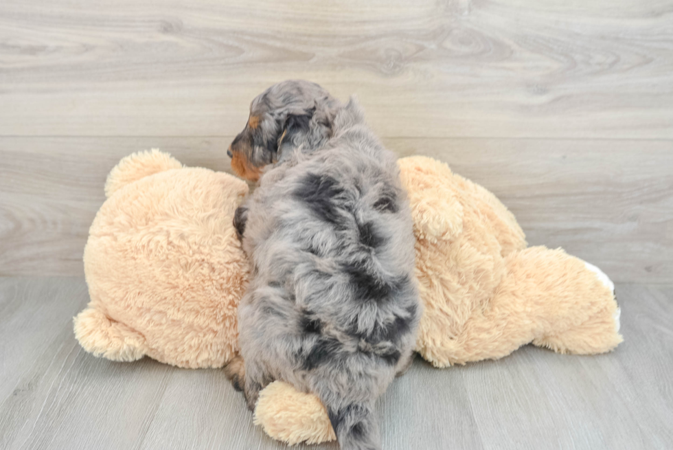 Best Mini Bernedoodle Baby