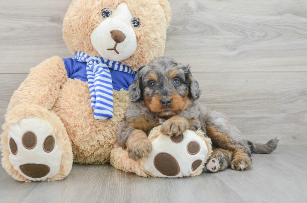 8 week old Mini Bernedoodle Puppy For Sale - Pilesgrove Pups