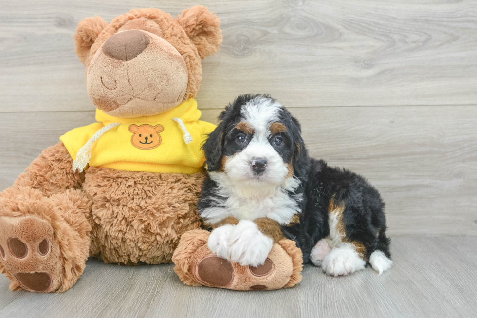 Best Mini Bernedoodle Baby