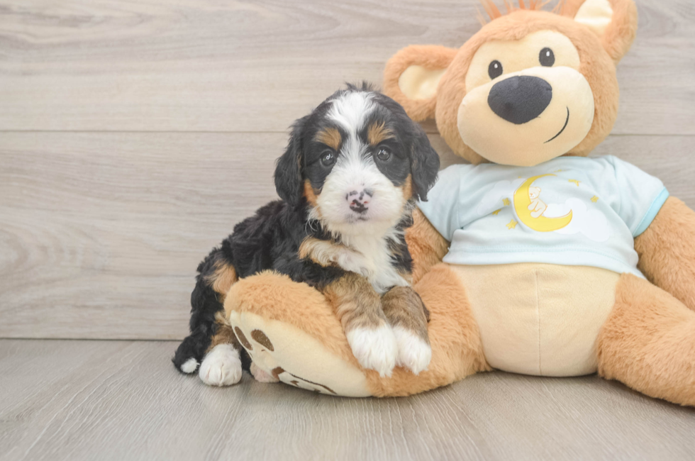 5 week old Mini Bernedoodle Puppy For Sale - Pilesgrove Pups