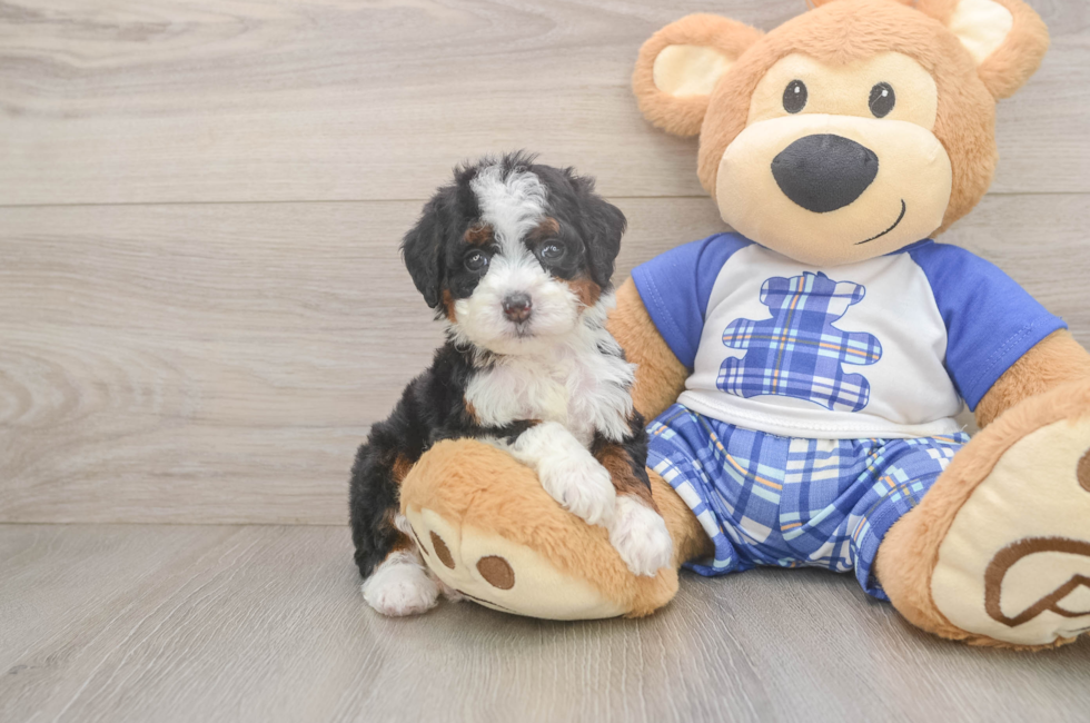 6 week old Mini Bernedoodle Puppy For Sale - Pilesgrove Pups