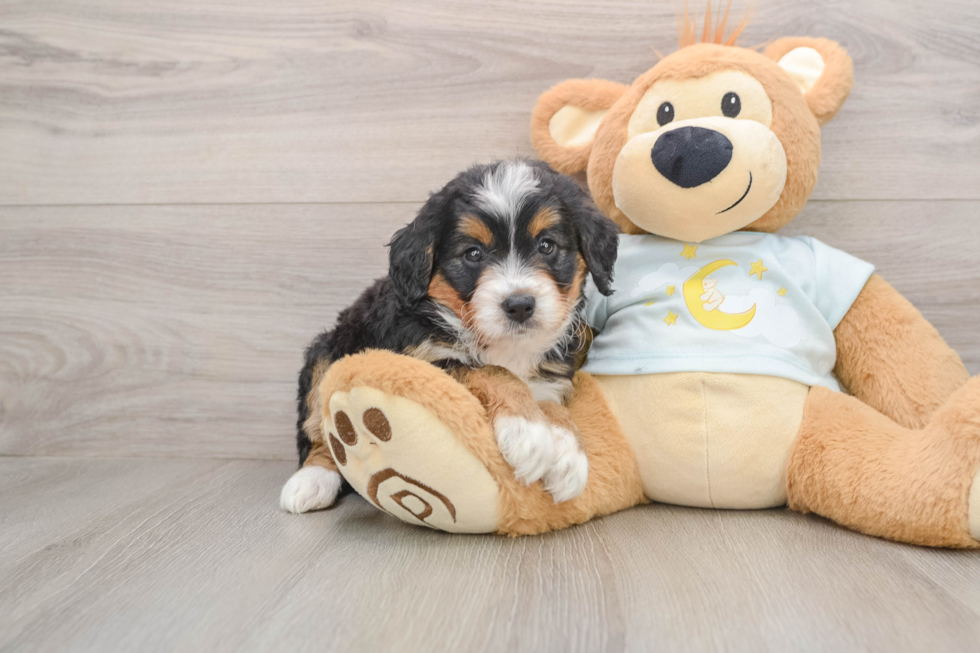 Best Mini Bernedoodle Baby