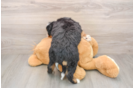 Mini Bernedoodle Puppy for Adoption