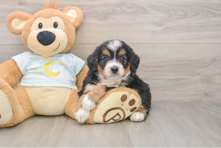 Funny Mini Bernedoodle Poodle Mix Pup