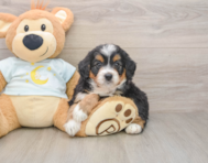 6 week old Mini Bernedoodle Puppy For Sale - Pilesgrove Pups
