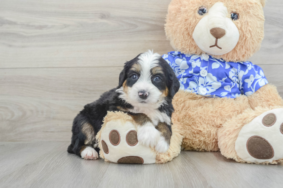 7 week old Mini Bernedoodle Puppy For Sale - Pilesgrove Pups