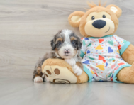 8 week old Mini Bernedoodle Puppy For Sale - Pilesgrove Pups