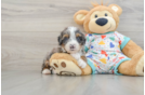 Mini Bernedoodle Puppy for Adoption