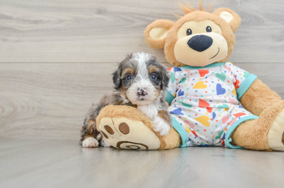 8 week old Mini Bernedoodle Puppy For Sale - Pilesgrove Pups