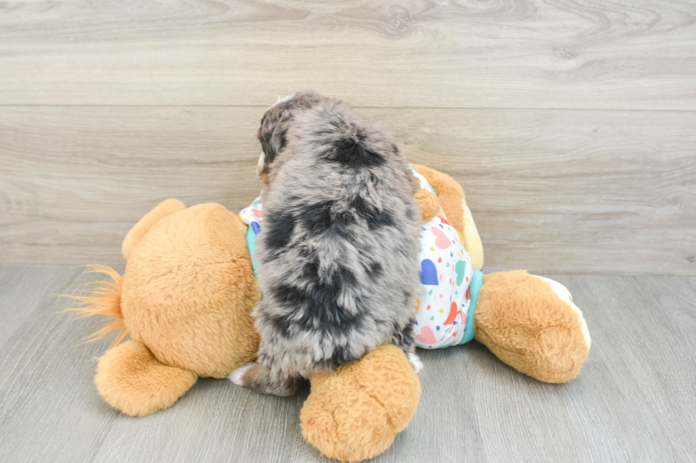 Popular Mini Bernedoodle Poodle Mix Pup