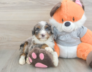 5 week old Mini Bernedoodle Puppy For Sale - Pilesgrove Pups