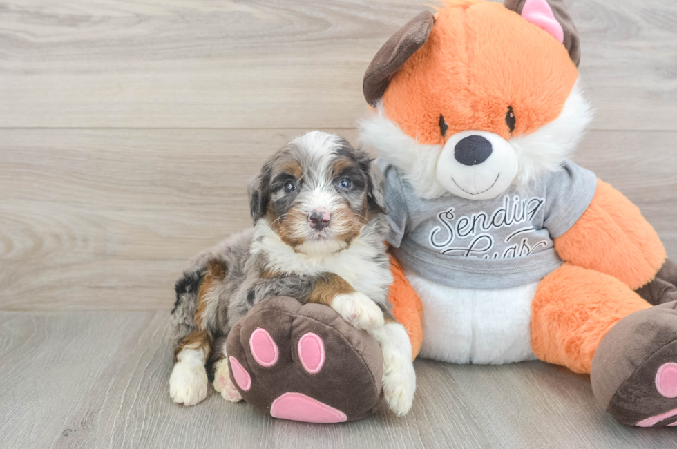 5 week old Mini Bernedoodle Puppy For Sale - Pilesgrove Pups