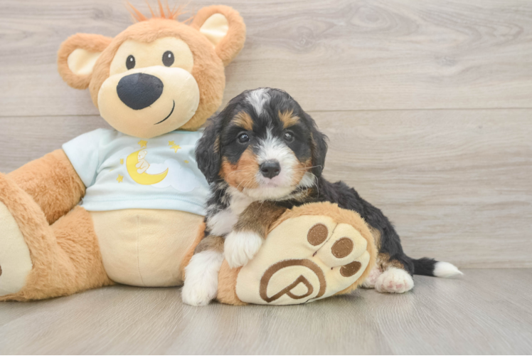 Happy Mini Bernedoodle Baby