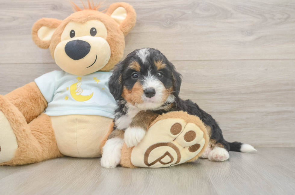 5 week old Mini Bernedoodle Puppy For Sale - Pilesgrove Pups