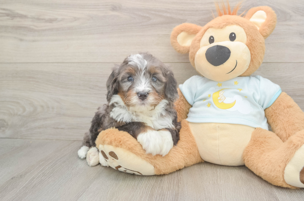 5 week old Mini Bernedoodle Puppy For Sale - Pilesgrove Pups