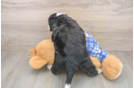 Adorable Mini Berniedoodle Poodle Mix Puppy