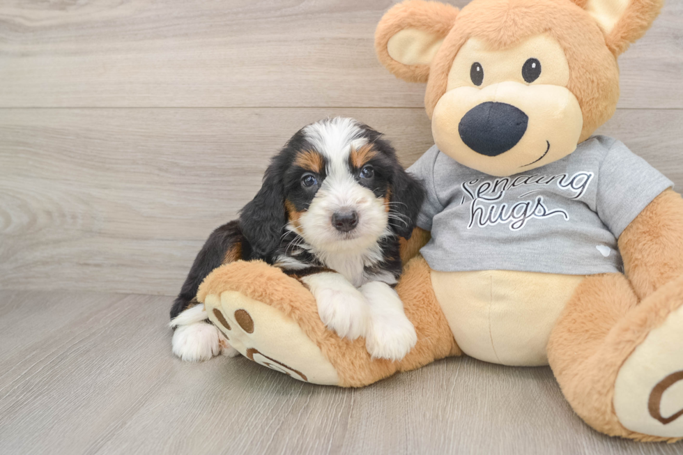 Hypoallergenic Mini Bernesedoodle Poodle Mix Puppy