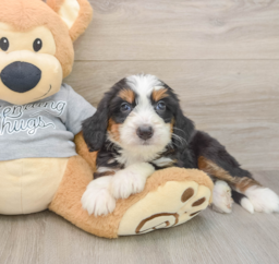 7 week old Mini Bernedoodle Puppy For Sale - Pilesgrove Pups
