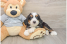 Mini Bernedoodle Puppy for Adoption