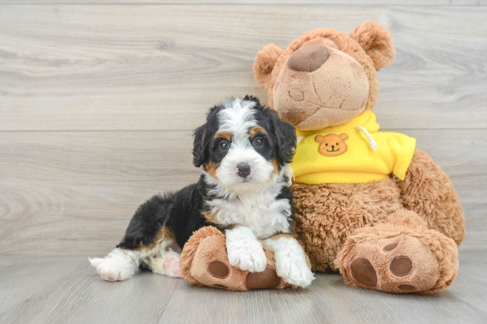 Petite Mini Bernedoodle Poodle Mix Pup